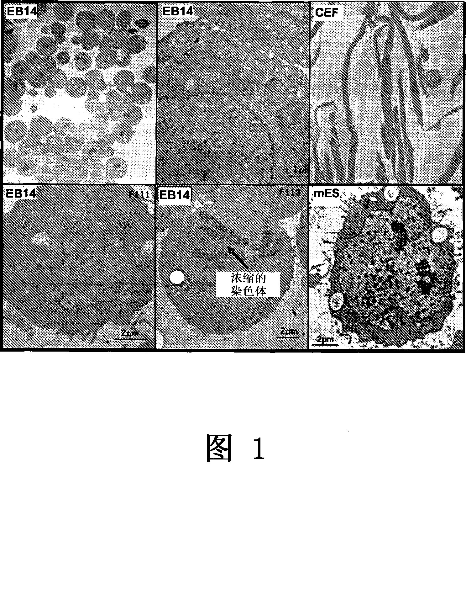 Process of manufacturing viral vaccines in suspension avian embryonic derived stem cell lines