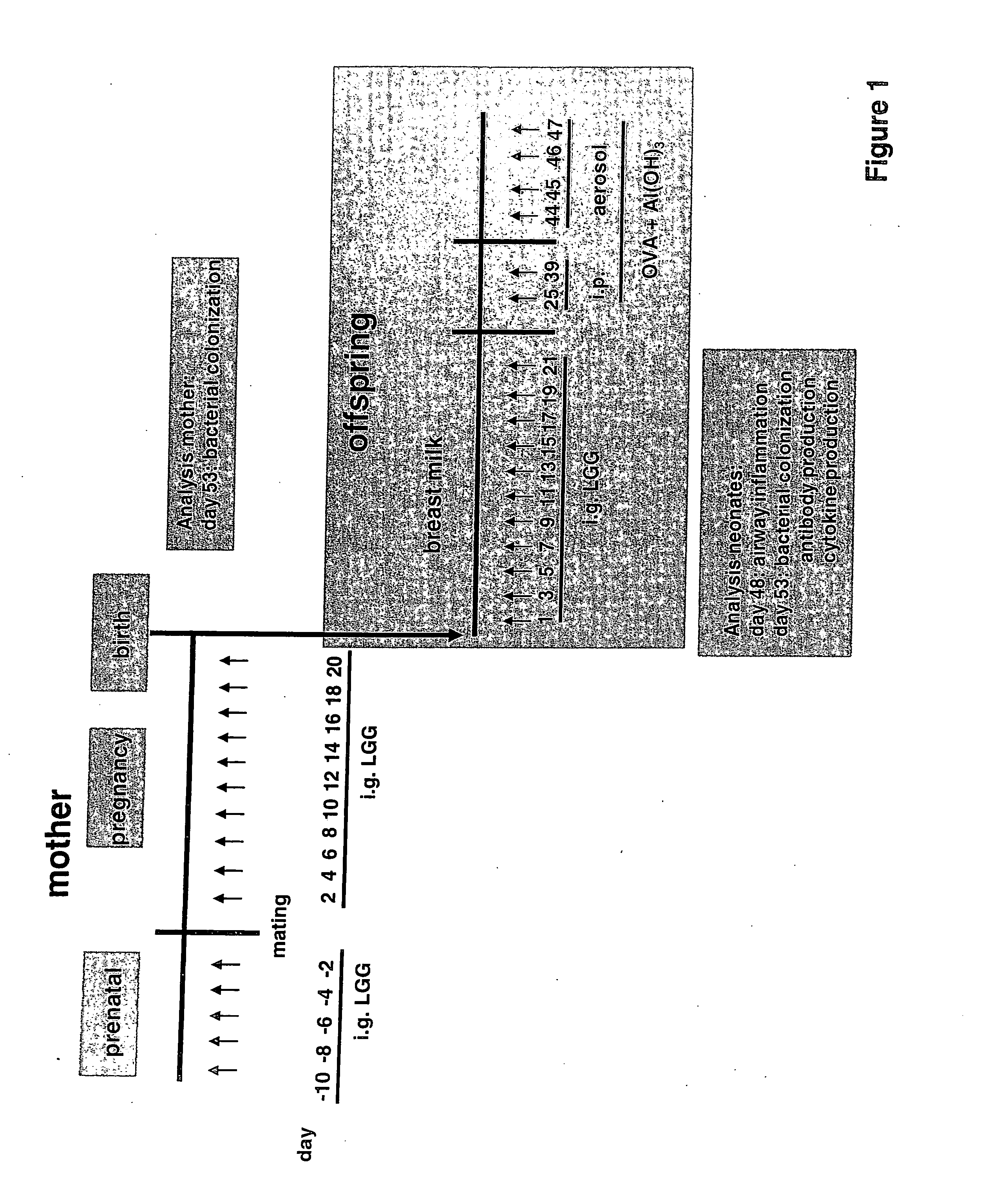 Method for preventing or treating the development of respiratory allergies