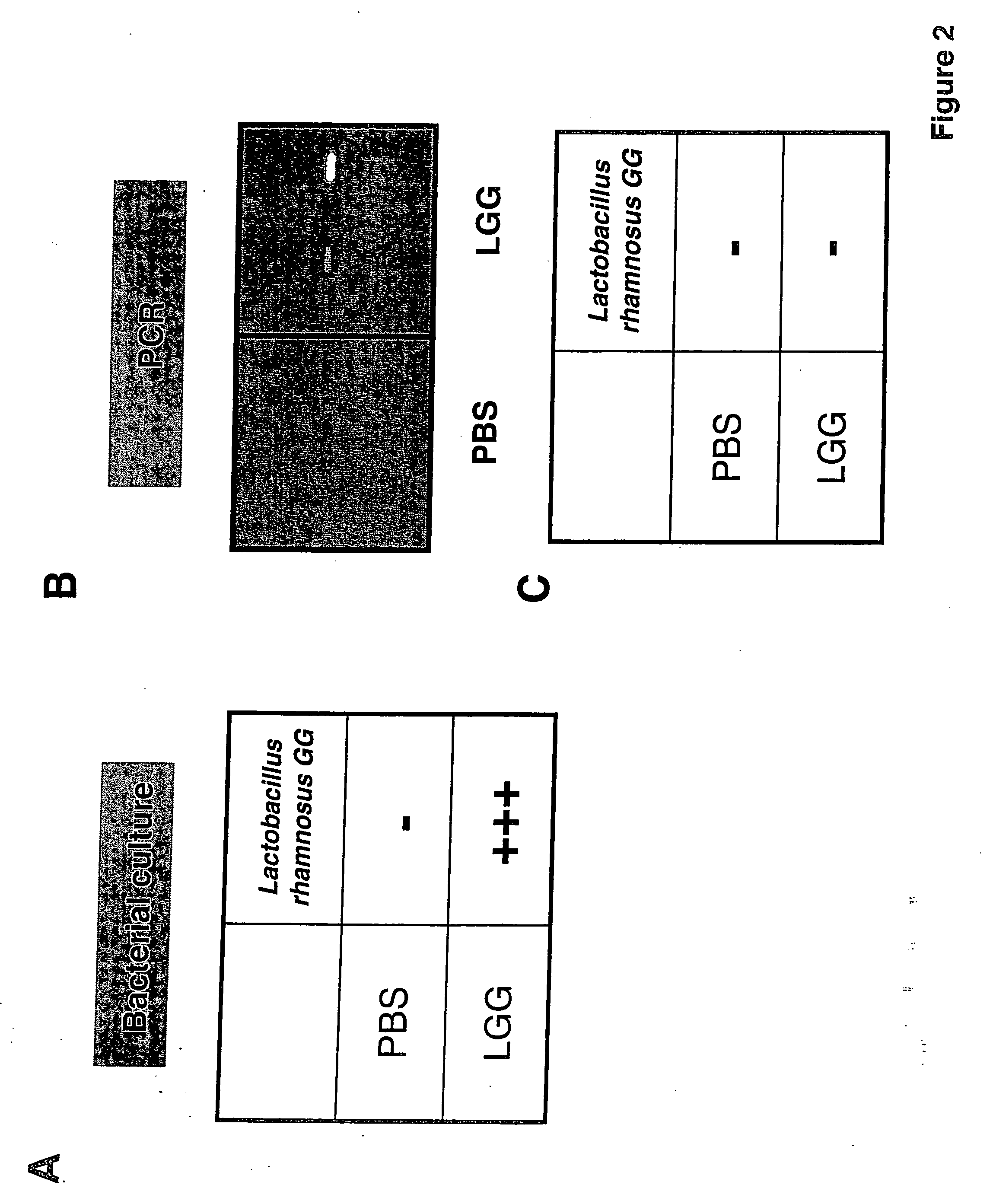 Method for preventing or treating the development of respiratory allergies