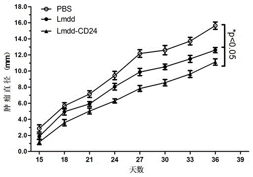 Transformed attenuated listeria introduced with human cd24 nucleotide sequence and its vaccine