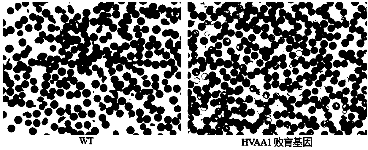 Barley alpha-amylase as well as coding gene and application thereof