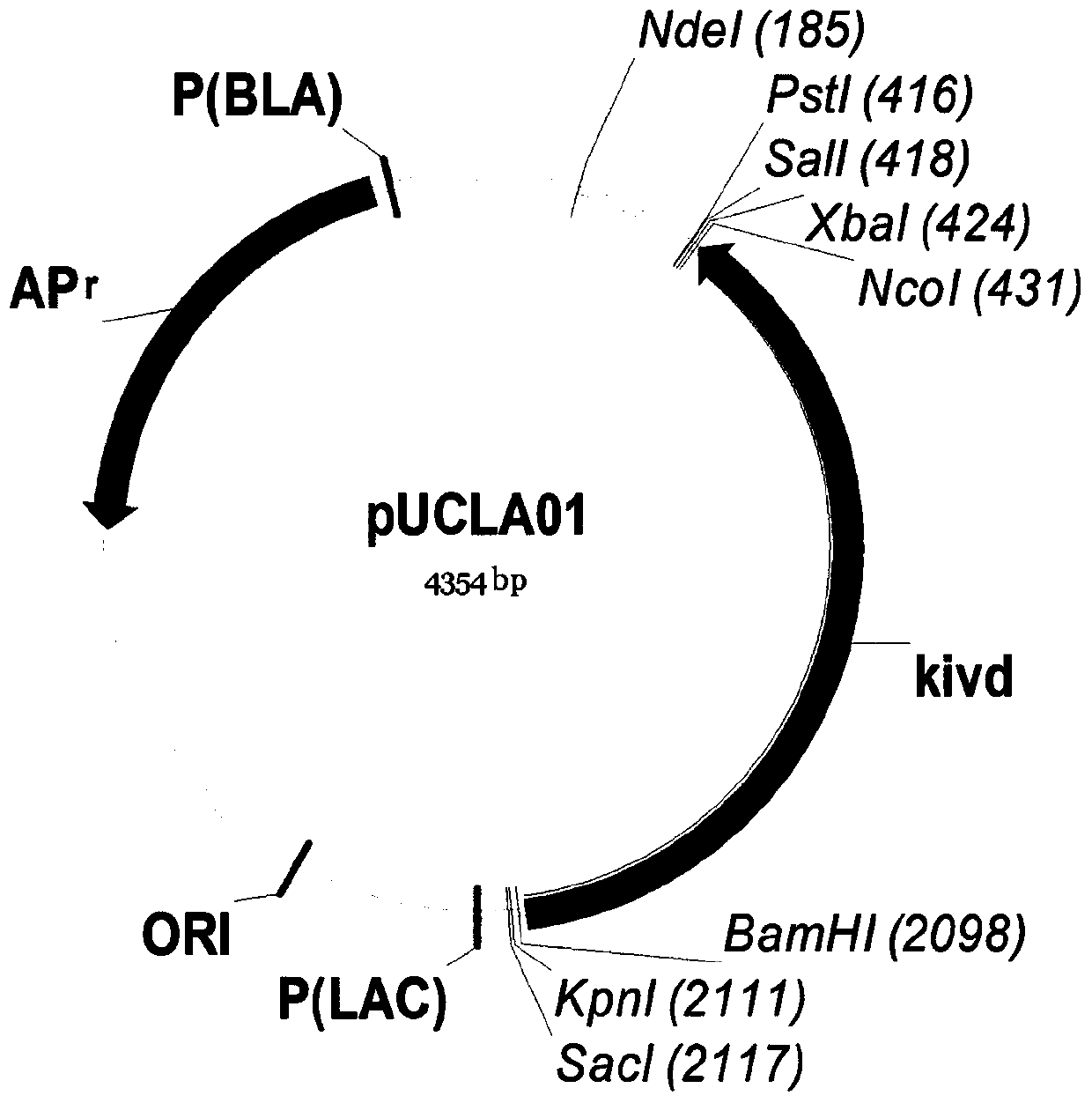 A method for the construction of isobutanol-synthesizing strains guided by the regulation of intracellular reducing power based on a genome-scale metabolic network model