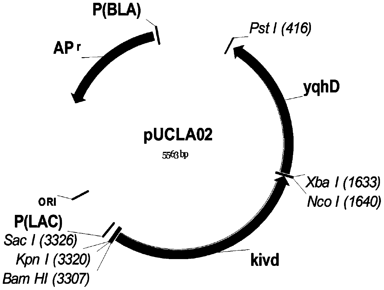 A method for the construction of isobutanol-synthesizing strains guided by the regulation of intracellular reducing power based on a genome-scale metabolic network model