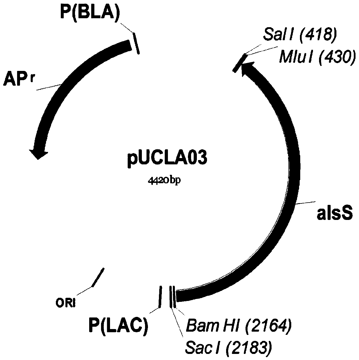 A method for the construction of isobutanol-synthesizing strains guided by the regulation of intracellular reducing power based on a genome-scale metabolic network model