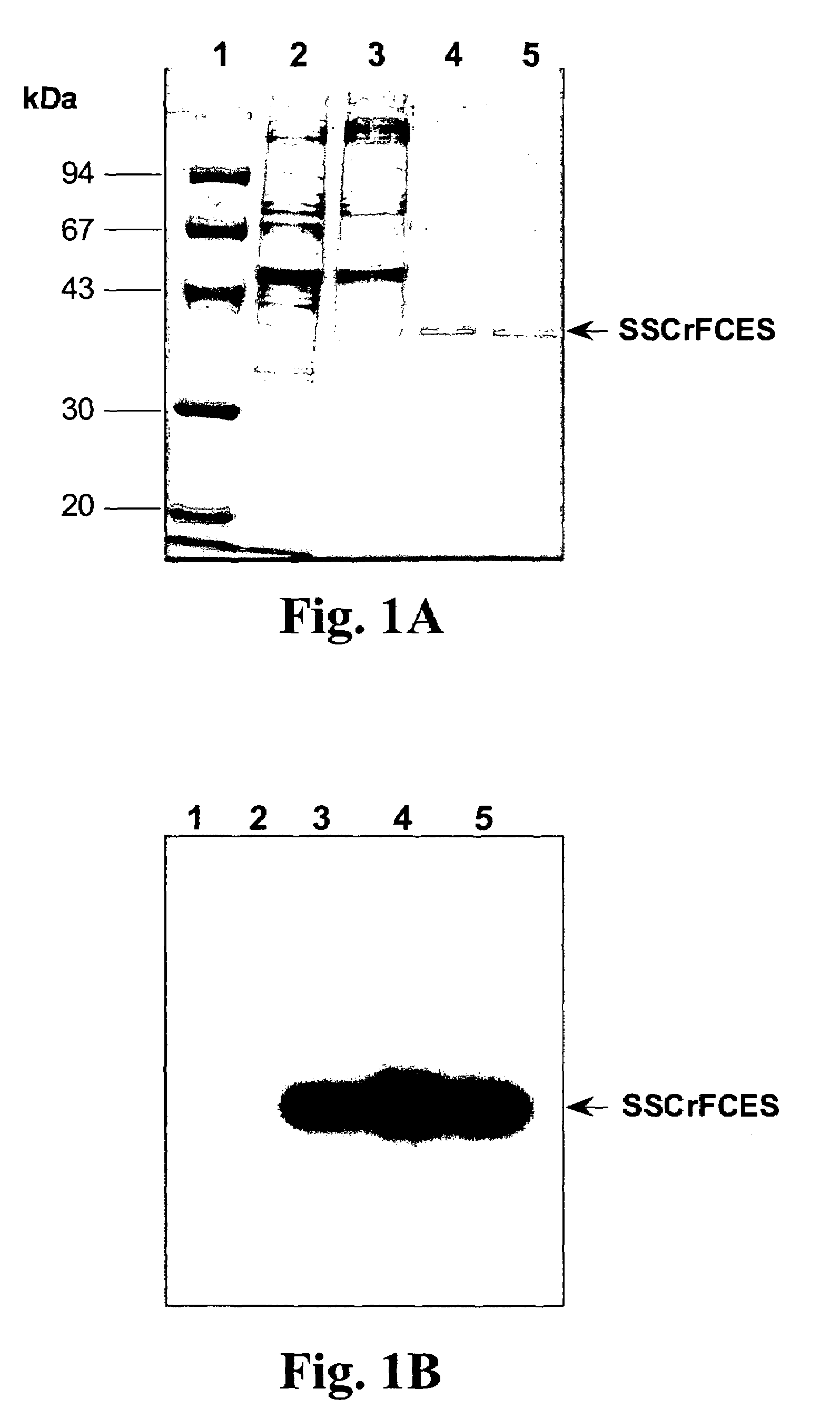 Recombinant proteins and peptides for endotoxin biosensors, endotoxin removal, and anti-microbial and anti-endotoxin therapeutics