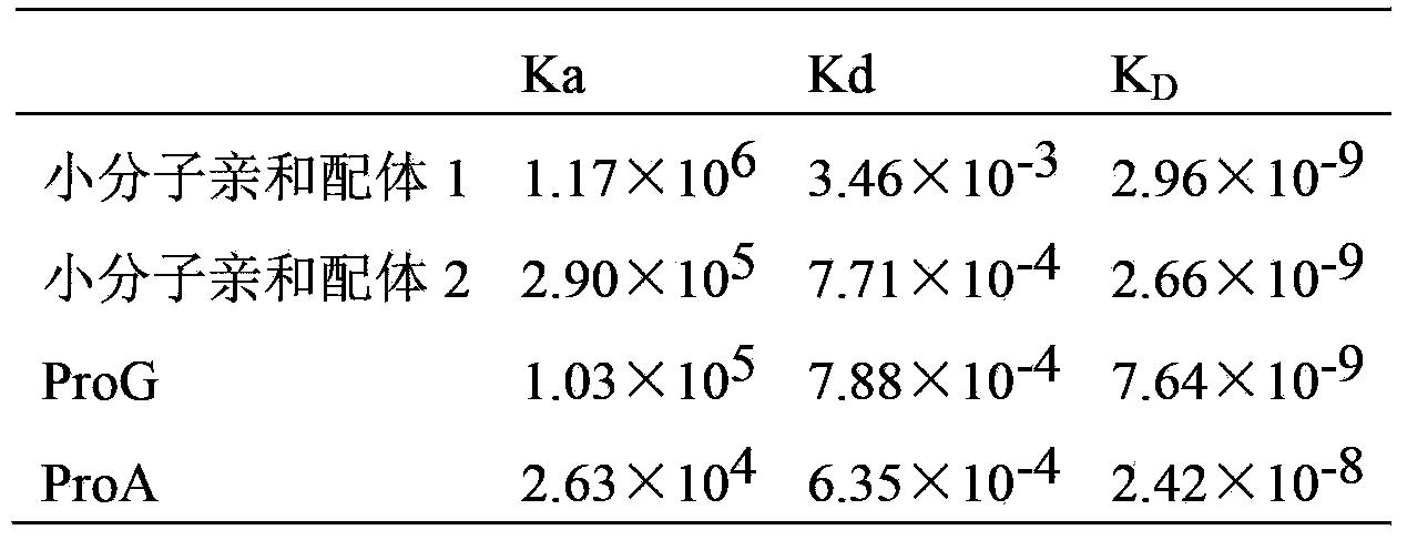 Small molecular antibody affinity peptide and application thereof