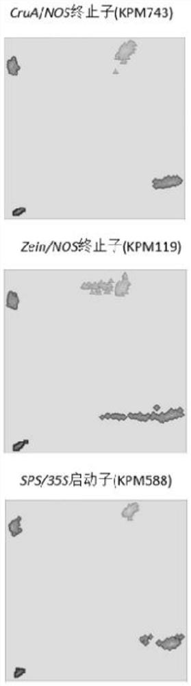 A high-throughput method for screening and detecting transgenic elements