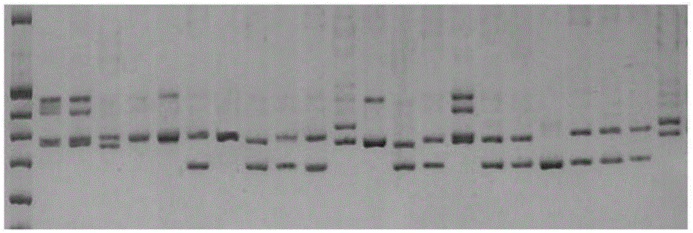 Method for development and application of endangered rhododendron molle polymorphism SSR molecular marker