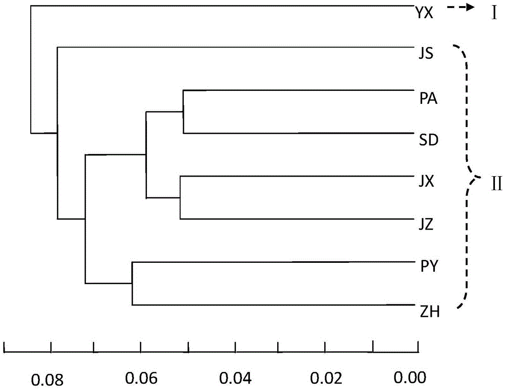 Method for development and application of endangered rhododendron molle polymorphism SSR molecular marker