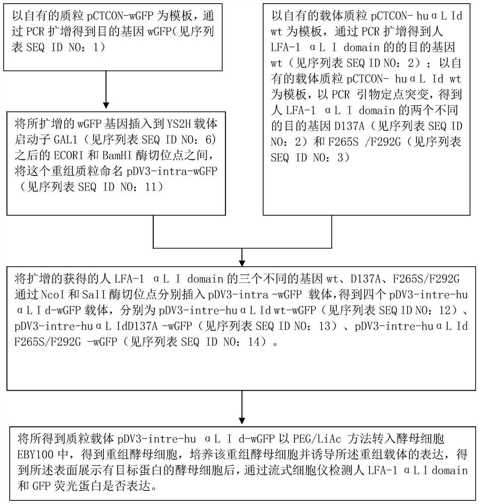 Establishment method of high-throughput drug screening model based on icam-1 signaling pathway