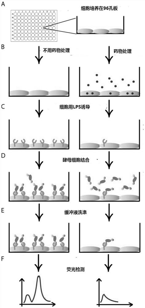 Establishment method of high-throughput drug screening model based on icam-1 signaling pathway