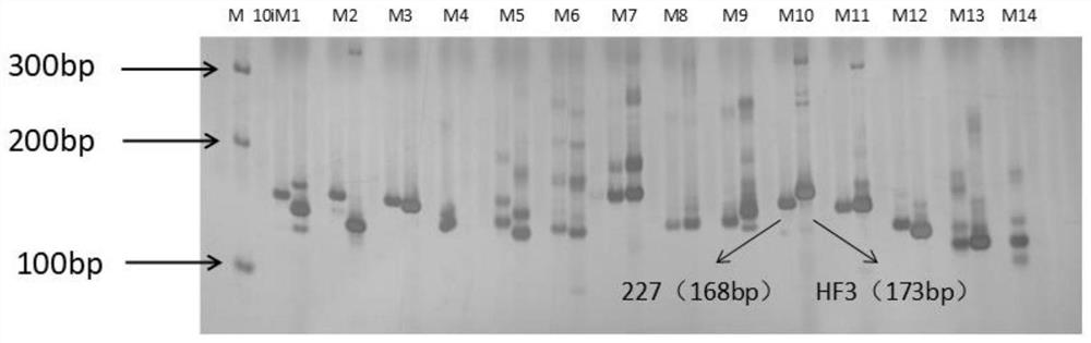 Indel molecular marker primer closely linked with wax gourd fruit size and application of Indel molecular marker primer