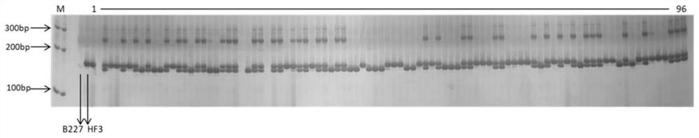 Indel molecular marker primer closely linked with wax gourd fruit size and application of Indel molecular marker primer