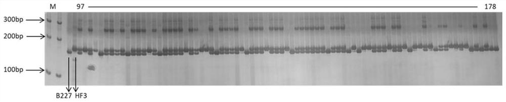 Indel molecular marker primer closely linked with wax gourd fruit size and application of Indel molecular marker primer