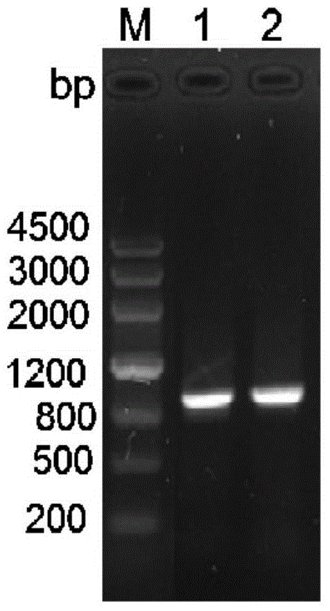 Recombinant salmonella containing porcine epidemic diarrhea virus S499-789 gene