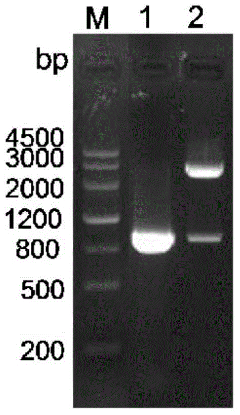 Recombinant salmonella containing porcine epidemic diarrhea virus S499-789 gene