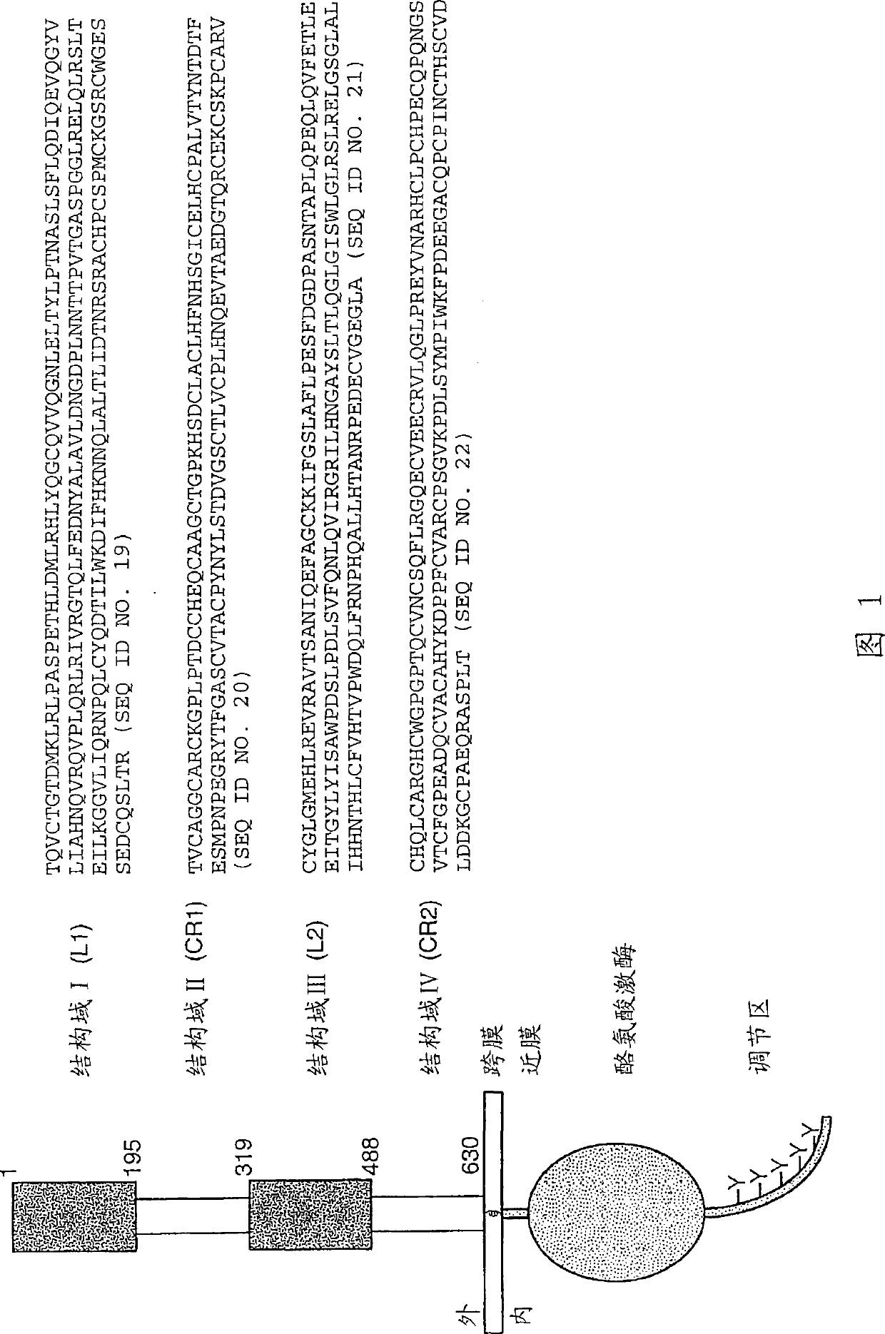 HER2 antibody composition