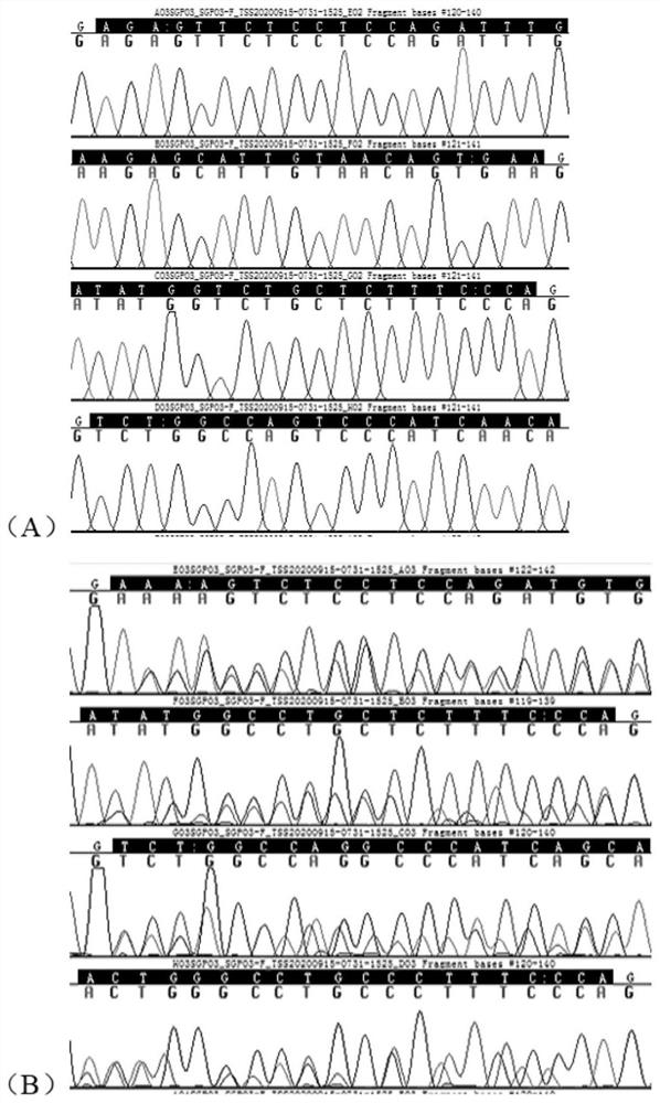 Screening method of gene editing site homozygote without transgenosis