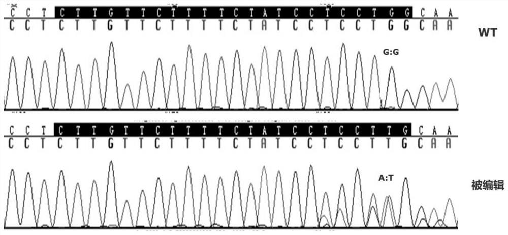 Screening method of gene editing site homozygote without transgenosis