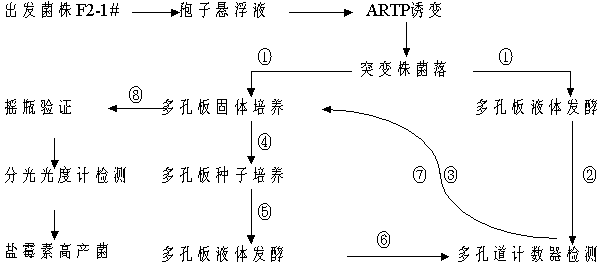 Salinomycin strain