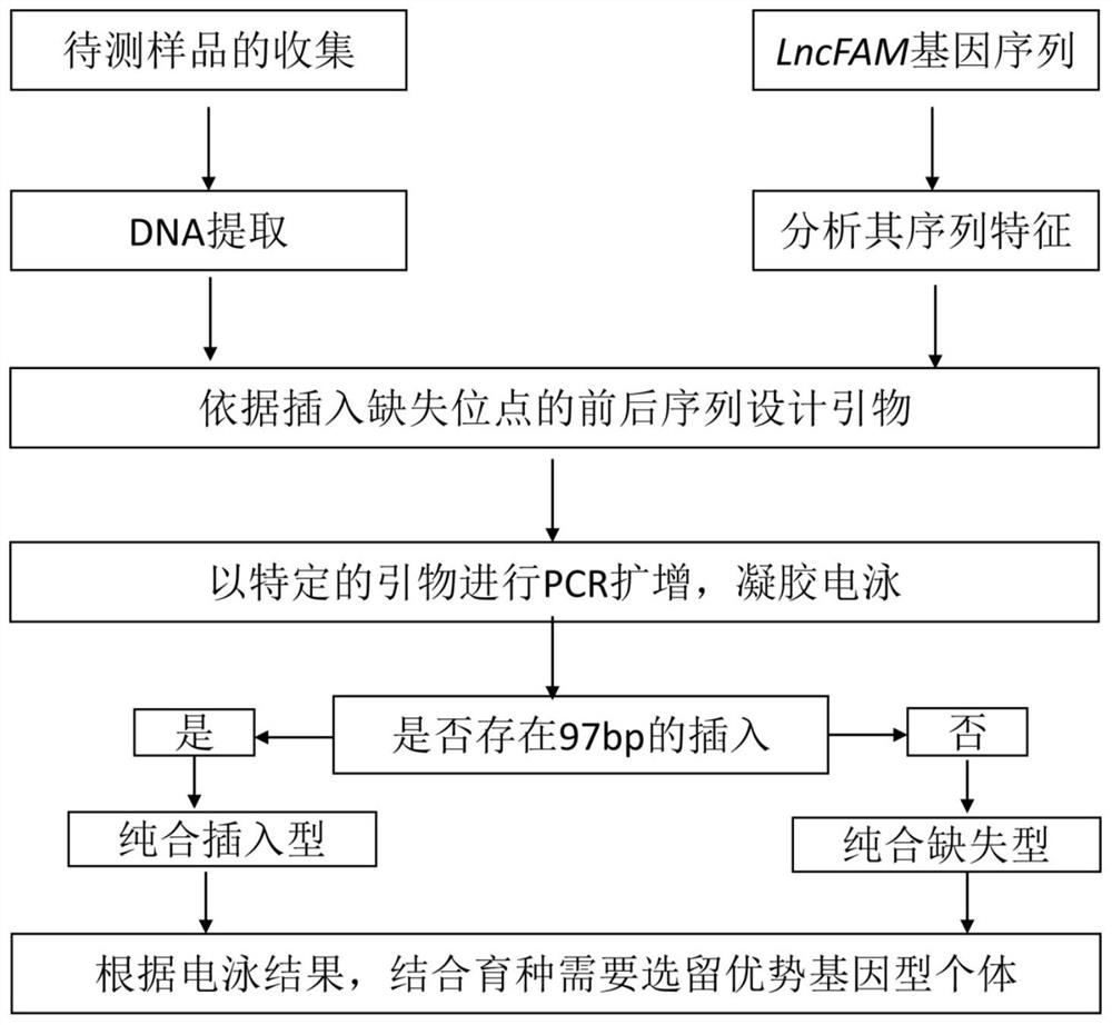 A kind of chicken growth trait gene diagnosis kit and its application