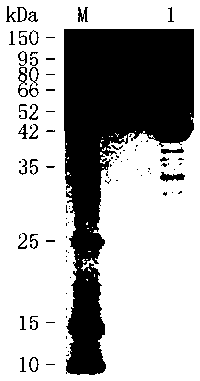 Method for preparing [beta]-nicotinamide mononucleotide