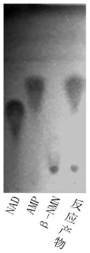 Method for preparing [beta]-nicotinamide mononucleotide