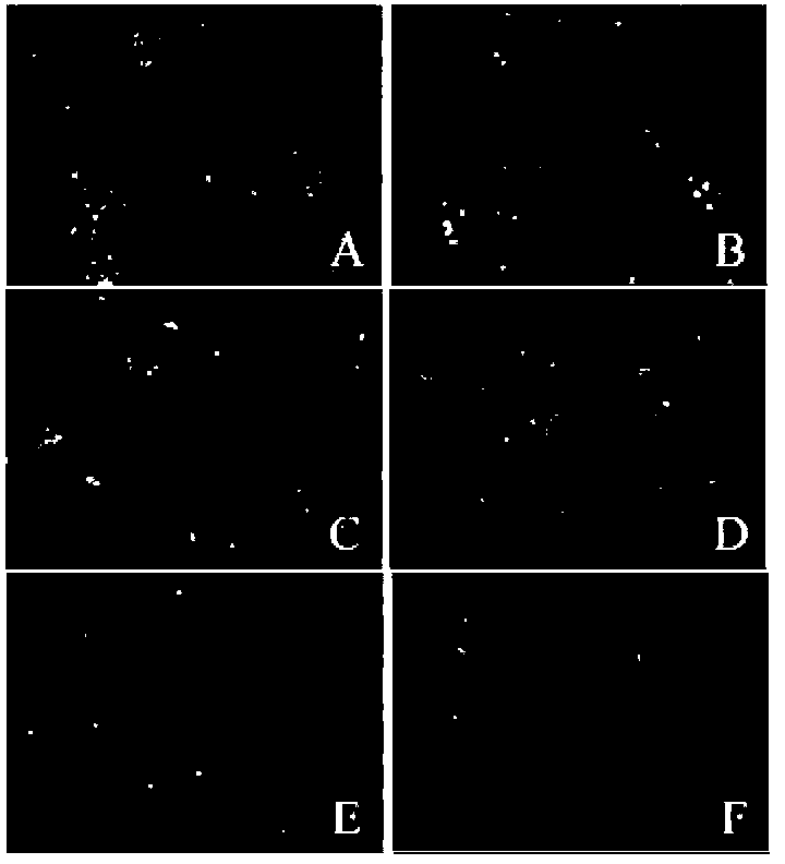 Construction and application of recombinant peste des petits ruminants virus expressing fused exogenous epitope N protein