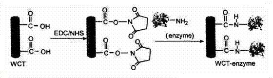 Immobilization method of proteinase molecule by using nano-material and application thereof