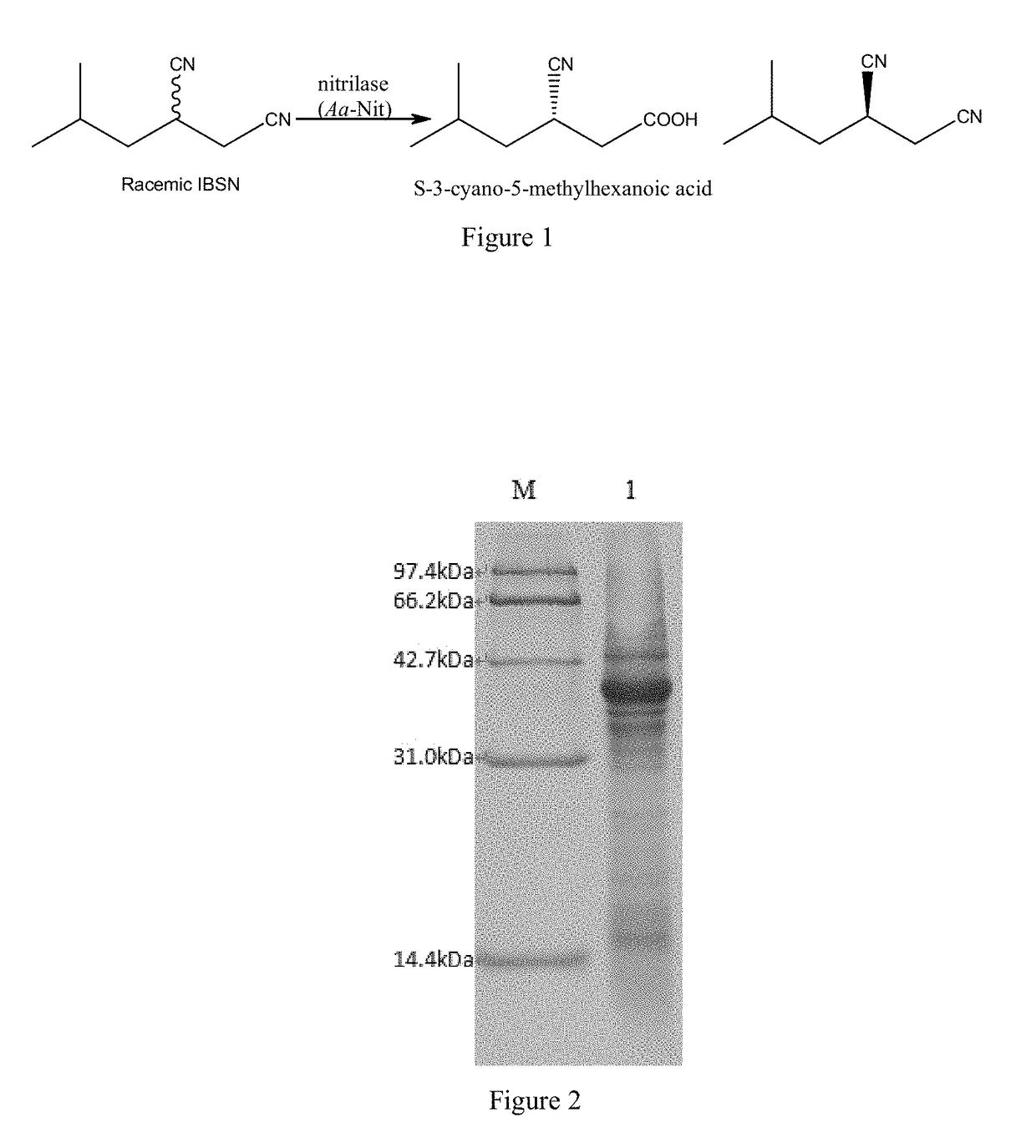 Nitrilase from arabis alpina, its encoding gene, vector, recombinant bacterial strain and uses thereof