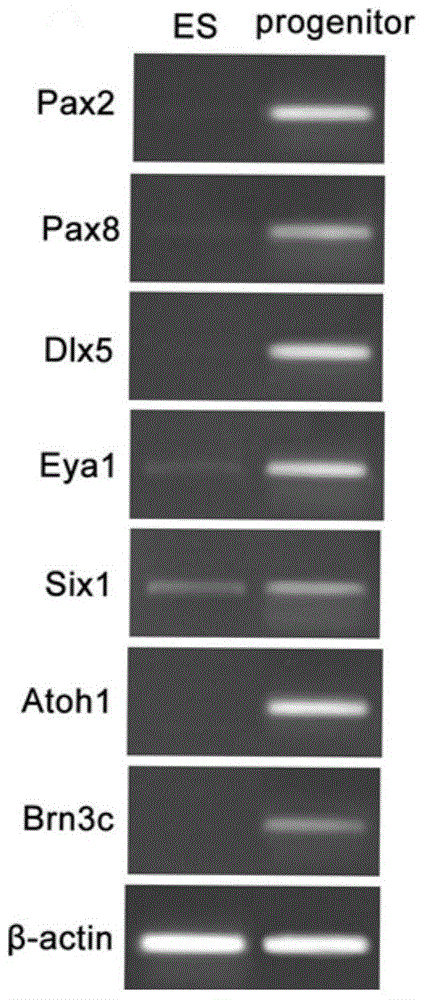 Method for inducing differentiation of mouse embryonic stem cell to obtain inner ear hair cells