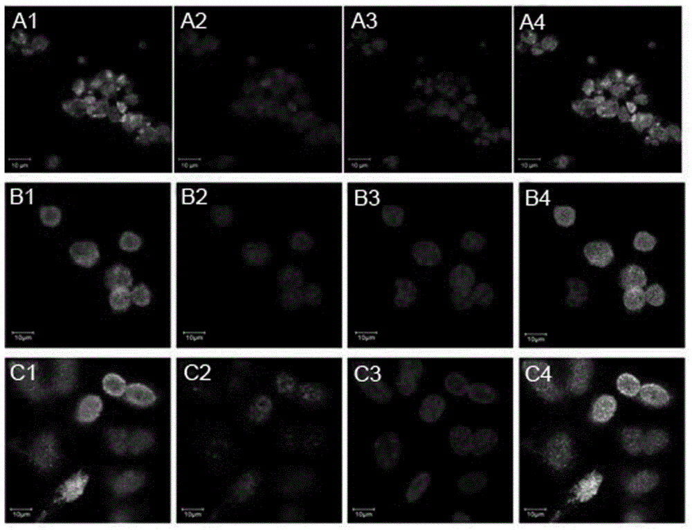 Method for inducing differentiation of mouse embryonic stem cell to obtain inner ear hair cells