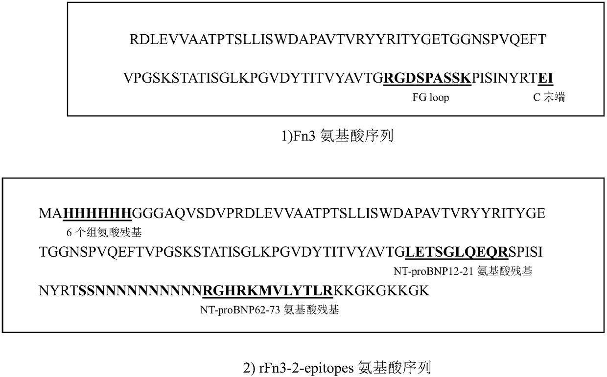 Method for preparing antigen substitute by using human fibronectin type III domain to display two antigenic epitopes