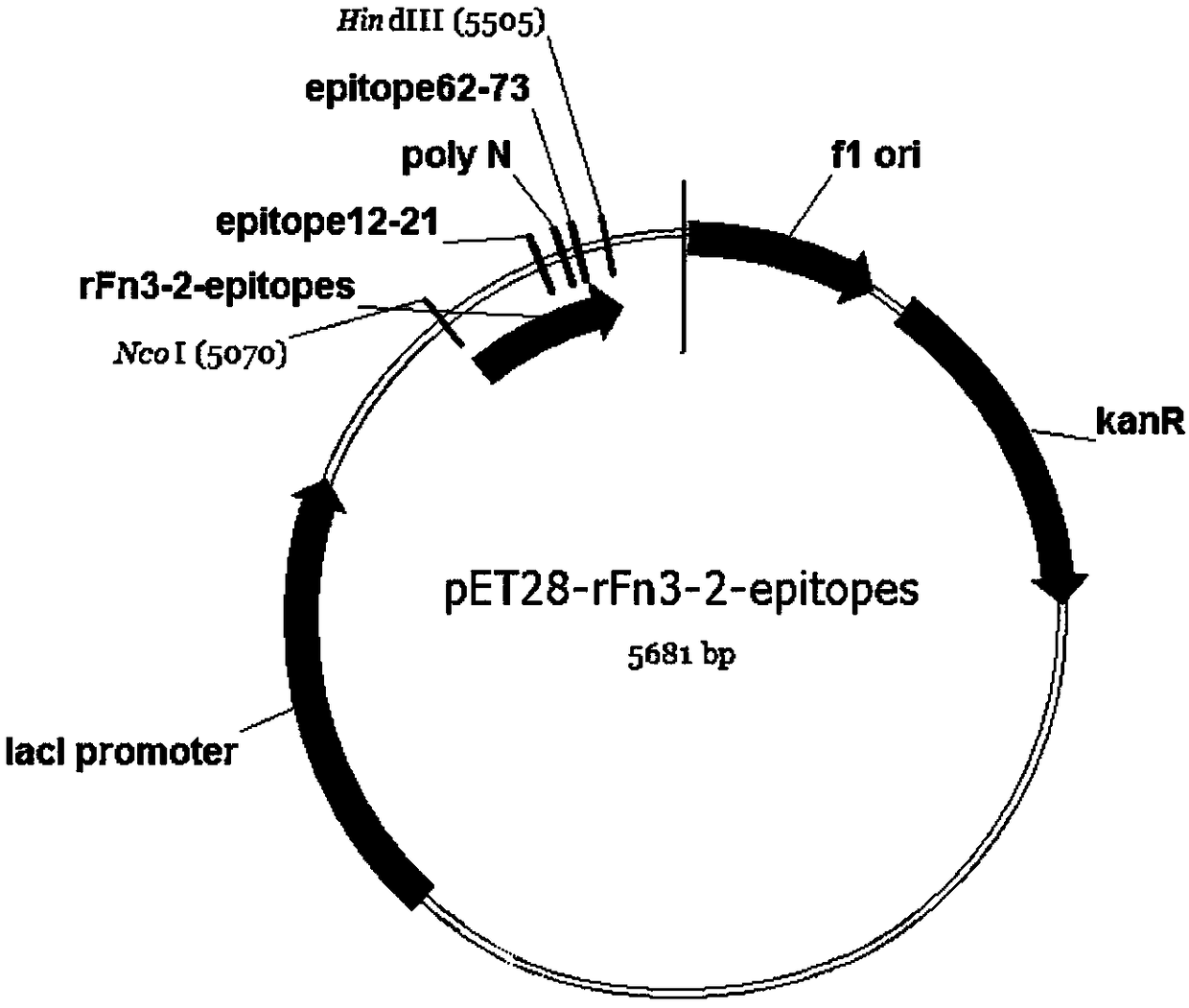 Method for preparing antigen substitute by using human fibronectin type III domain to display two antigenic epitopes