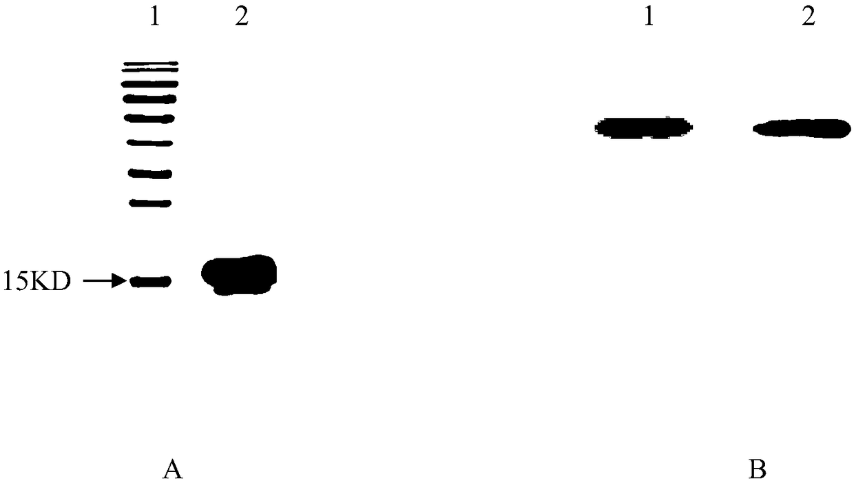 Method for preparing antigen substitute by using human fibronectin type III domain to display two antigenic epitopes