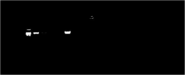 A kit for detecting st251-type pathogenic Aeromonas hydrophila and its application