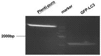 Slow virus green fluorescence autophagy report vector and building method thereof