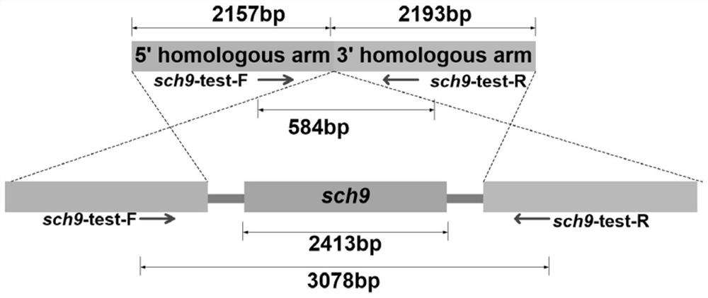 Downstream key effector sch9 of Aureobasidium pullulans TOR pathway and its application