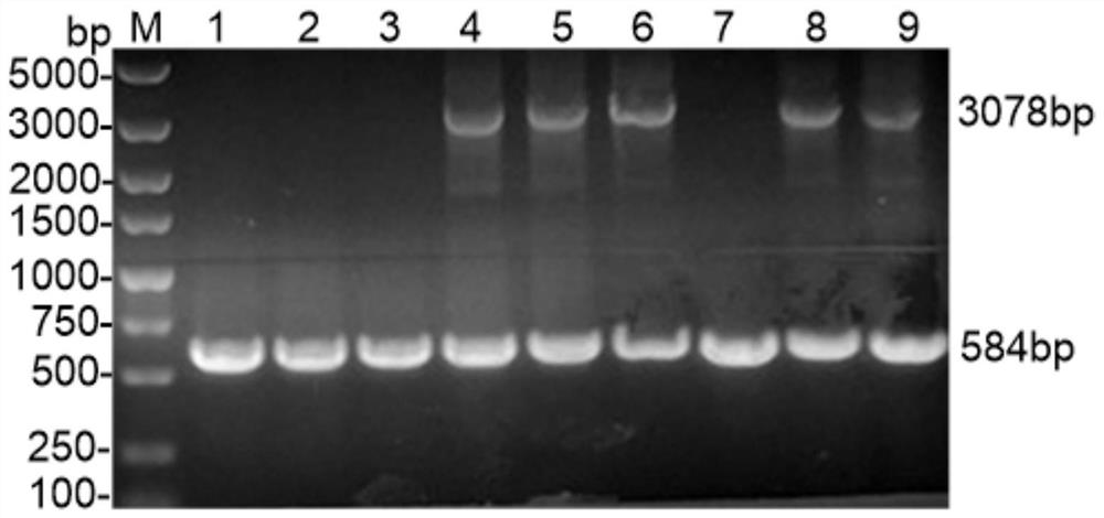 Downstream key effector sch9 of Aureobasidium pullulans TOR pathway and its application