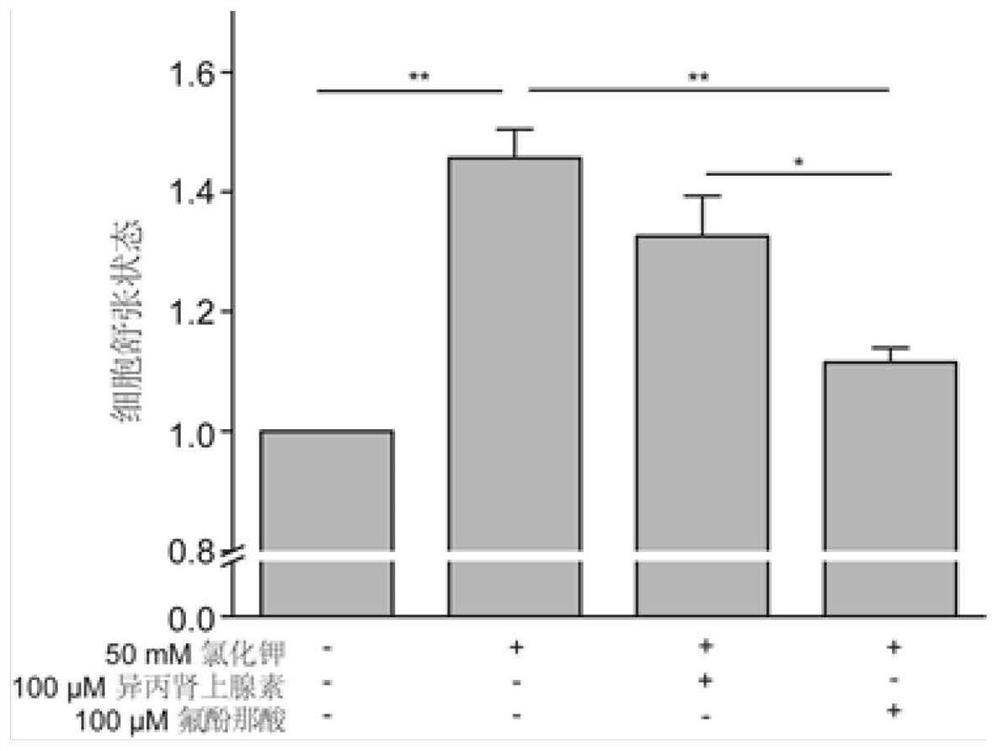 Application of flufenamic acid as effective component in preparation of airway smooth muscle relaxation agent