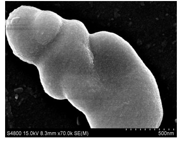 Method for preparing graphene polyphosphazene nano composite material