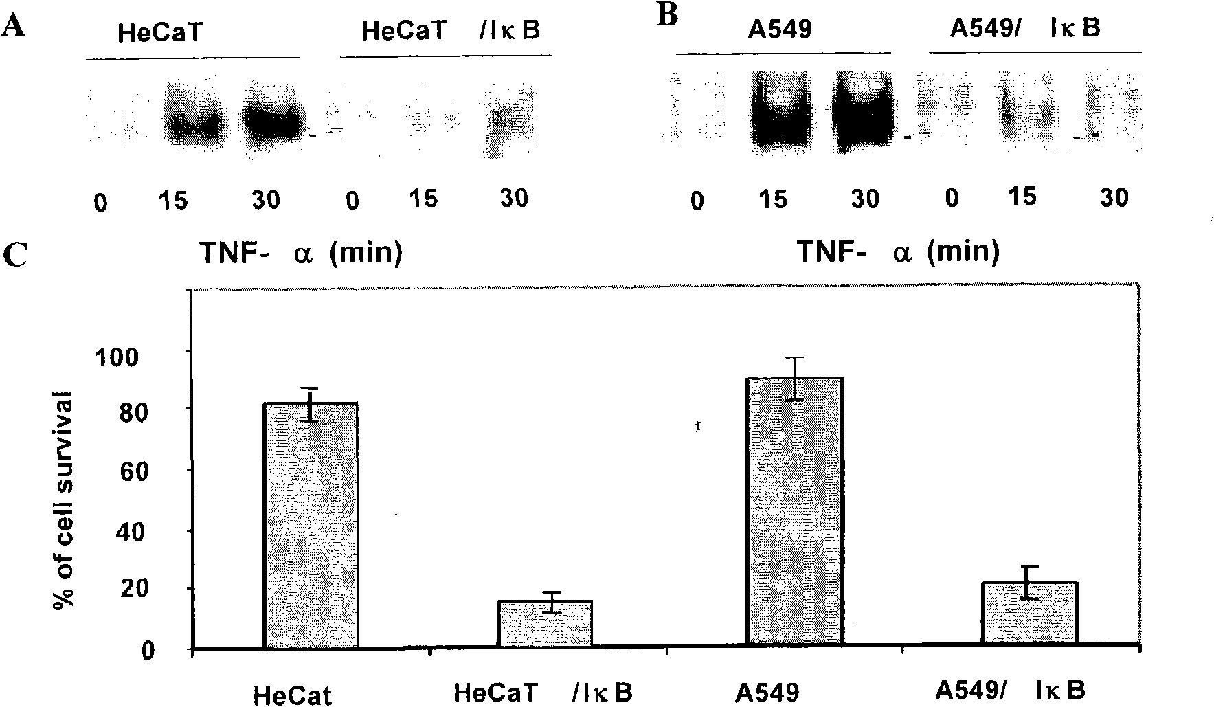 Molecular diagnostic agent and therapeutic agent of nasopharyngeal carcinoma, reagent kit and application thereof