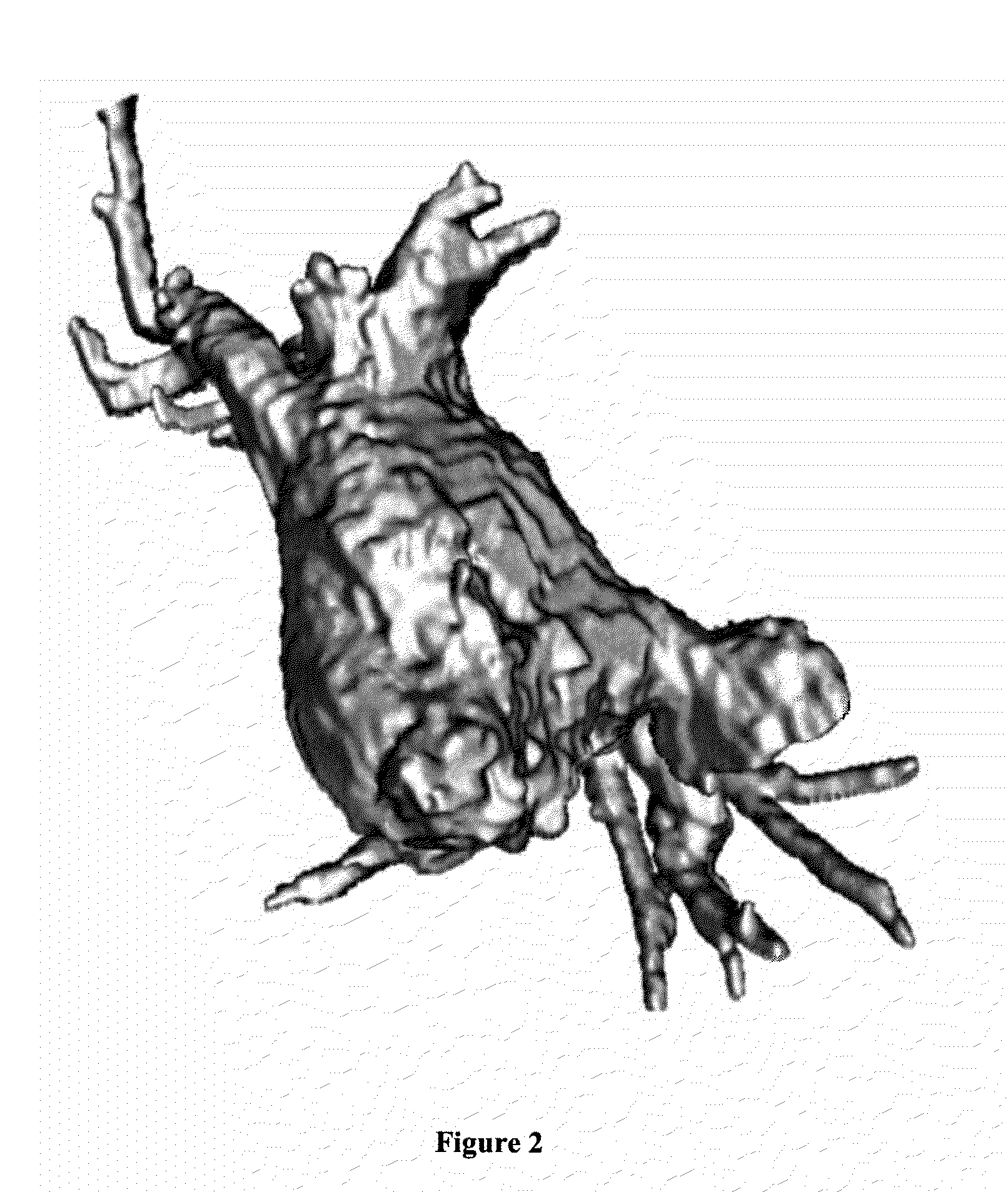 System and method for view-dependent anatomic surface visualization