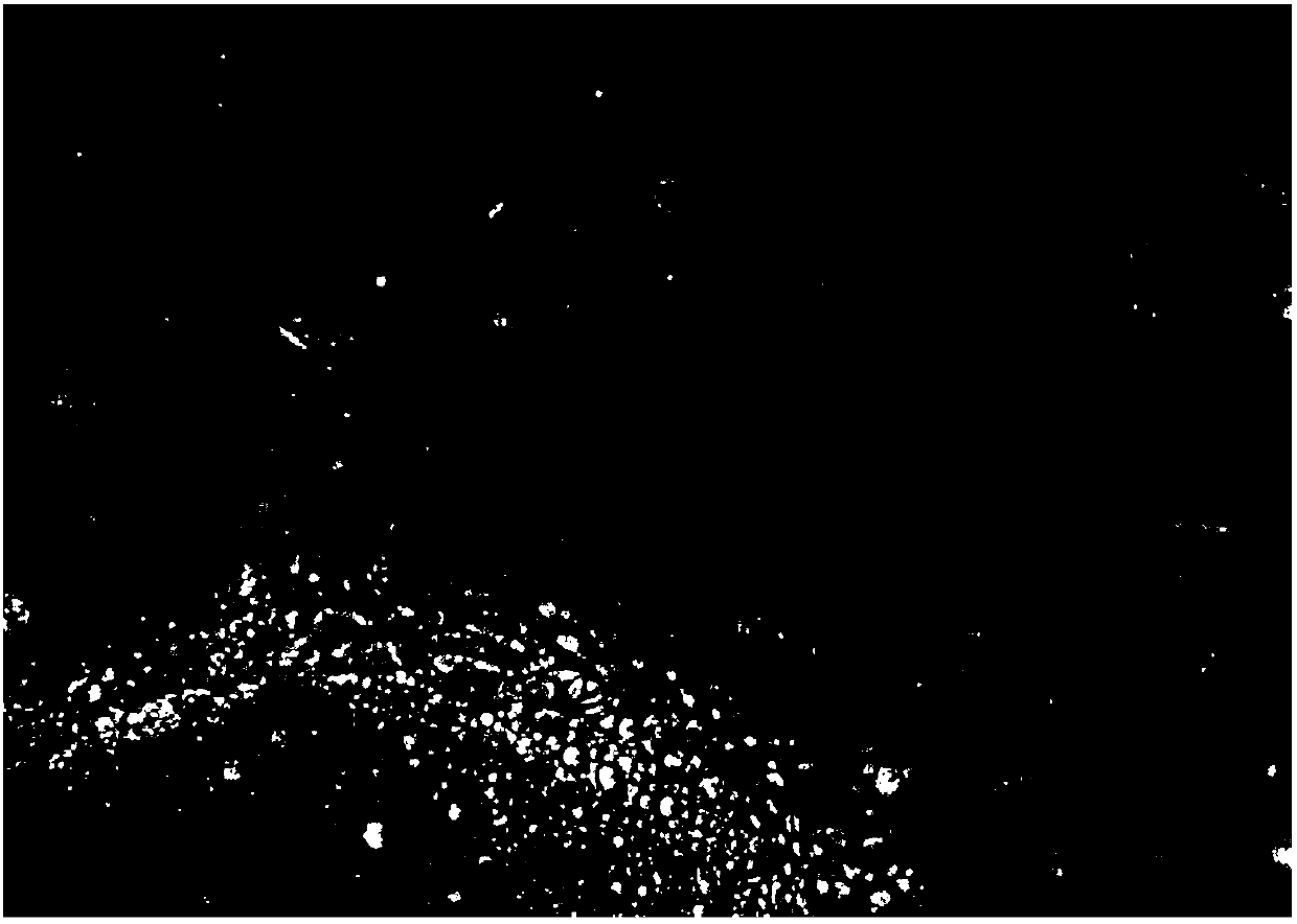 Larimichthys crocea liver cell line and establishment method thereof