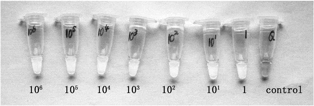 LAMP primer group for detecting enterobacter cloacae, kit and rapid detection method