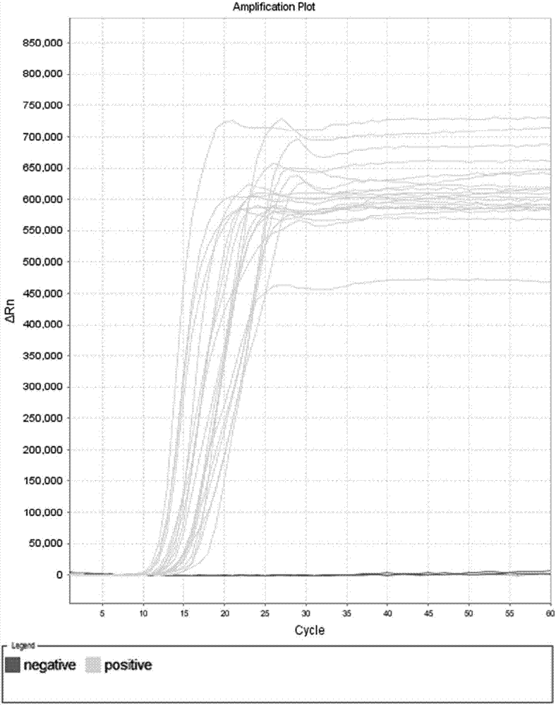 LAMP primer group for detecting enterobacter cloacae, kit and rapid detection method