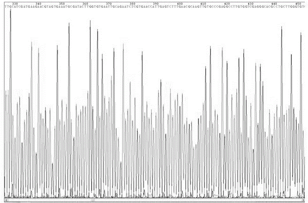 A Standard Gene Sequence of Guangxi Curcuma dna Barcode