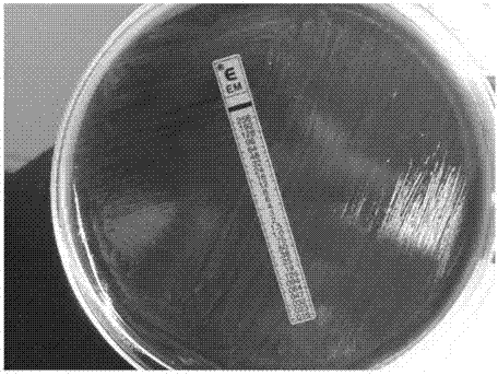 Primer for rapidly detecting drug tolerance of pertussis bordelella erythrocin from specimen and detection method