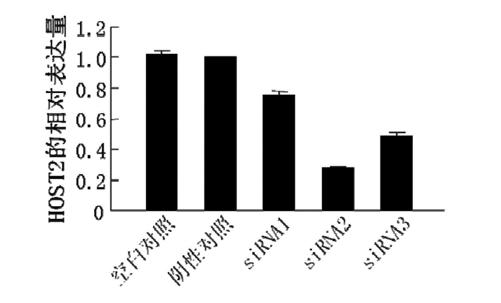 siRNA for inhibiting growth of epithelial ovarian cancer as well as recombinant vector and application thereof