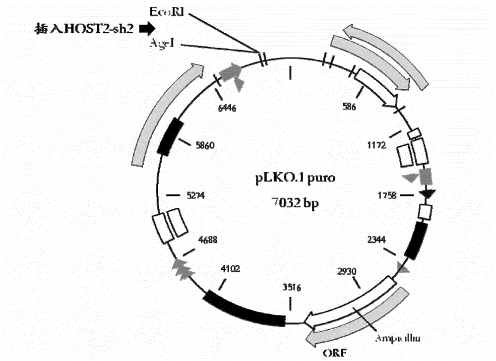 siRNA for inhibiting growth of epithelial ovarian cancer as well as recombinant vector and application thereof